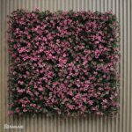 Reineckia Morada - Image 5