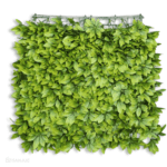 Hoja de Schefflera